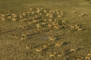 Images Dated 15th October 2005: Impala (Aepyceros melampus) Okavango Delta. BOTSWANA. Southern Africa