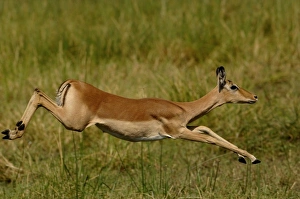 Images Dated 16th October 2005: Impala (Aepyceros melampus), Okavango Delta. BOTSWANA. Southern Africa