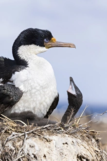 Overseas Territory Prints: Imperial Shag also called King Shag, blue-eyed Shag, blue-eyed Cormorant (Phalacrocorax
