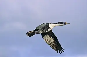 Imperial Shag or King Shag (Phalacrocorax atriceps albiventer) on the Falkland Islands, flying