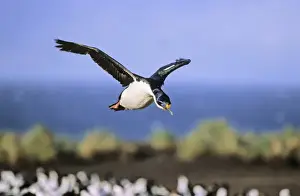 Imperial Shag or King Shag (Phalacrocorax atriceps albiventer) on the Falkland Islands