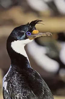 Imperial Shag or King Shag (Phalacrocorax atriceps albiventer) on the Falkland Islands