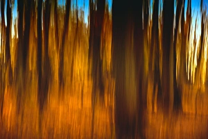 Rona Schwarz Prints: An impressionistic In-camera blur of colorful autumn trees