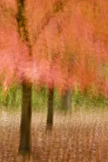 Images Dated 19th November 2007: Impressionistic view of trees in autumn colors
