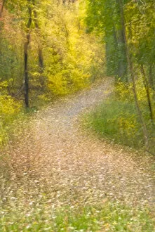Impressionistic view of trees in autumn colors and leaf-covered pathway. Credit as