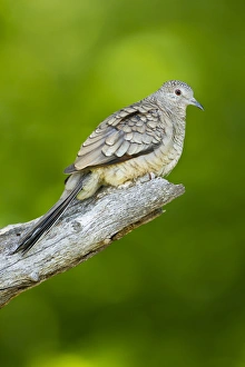 Images Dated 13th May 2012: Inca Dove (Columbina inca) perched