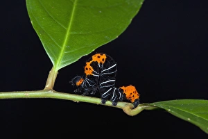 Biology Prints: Inchworm (Geometridae) Moth larvae, Yasuni National Park, Amazon Rainforest, ECUADOR