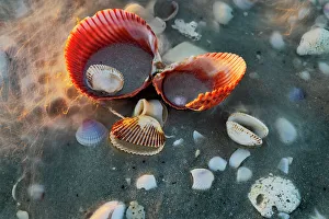 Sanibel Island Prints: Incoming surf and seashells on Sanibel Island, Florida, USA