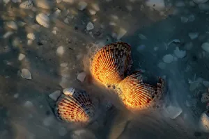 Images Dated 9th March 2022: Incoming surf and seashells on Sanibel Island, Florida, USA