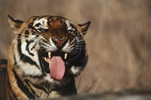 Teeth Prints: India, Bengal Tiger (Panthera tigris)