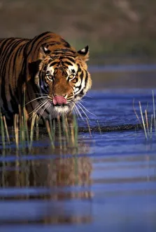 Stalking Prints: India. Bengal Tiger (Pathera tigris), captive