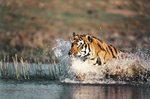 Staring Prints: India, Bengal Tiger(Panthera tigris)
