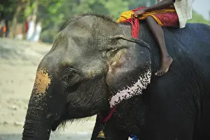 India Prints: India, Bihar, Patna, Sonepur, Sonepur Mela Cattle Fait (largest in Asia), young mahout