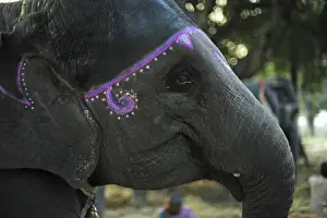 India Prints: India, Bihar, Patna, Sonepur, Sonepur Mela Cattle Fait (largest in Asia), elephant market