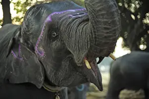 Vendor Prints: India, Bihar, Patna, Sonepur, Sonepur Mela Cattle Fait (largest in Asia), elephant market