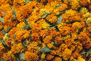 Asteraceae Prints: India, Delhi, Heap of marigold offerings