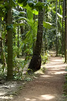 Images Dated 25th April 2009: India, Goa, Ponda, Curti. Sahakari Spice Farm. Plantation grounds