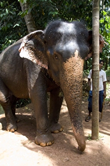 Domesticated Prints: India, Goa, Ponda, Curti. Sahakari Spice Farm, elephant