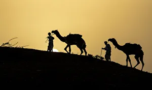 Tribe Prints: India, Gujarat, Bhuj, Great Rann of Kutch, Tribe. Camels