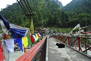 India, Himachal Pradesh, Manikaran, cows resting on bridge