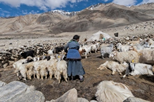 Images Dated 27th June 2012: India, Jammu & Kashmir, Ladakh, a woman dressed in blue in the midst of a herd of