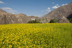Ellen Clark Prints: India, Jammu & Kashmir, Ladakh, a field of yellow mustard flowers and mountains in Alchi