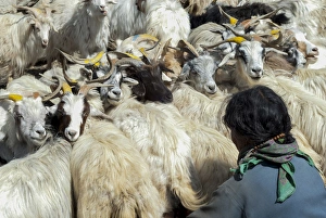 India, Jammu & Kashmir, Ladakh, a woman dressed in blue in the midst of a herd of