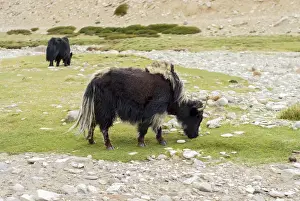Ellen Clark Prints: India, Jammu & Kashmir, Ladakh two black yak eating grass on a dry creek bed