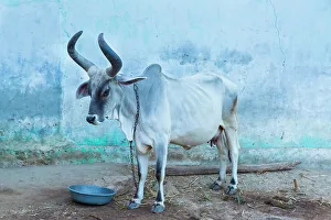 South Asia Prints: India. Kankrej Cattle
