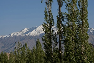 Covered Prints: India, Ladakh, Leh, capital of Ladakh, trees in front of snow-capped mountains