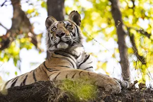 India, Madhya Pradesh, Bandhavgarh National Park