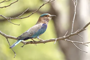 India, Madhya Pradesh, Bandhavgarh National Park. Portrait of an Indian roller