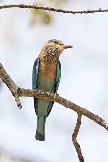 India, Madhya Pradesh, Bandhavgarh National Park. An Indian roller posing on a tree branch