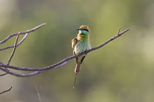 Images Dated 8th August 2019: India, Madhya Pradesh, Bandhavgarh National Park