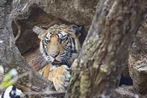 India, Madhya Pradesh, Bandhavgarh National Park