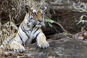 India, Madhya Pradesh, Bandhavgarh National Park