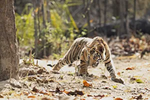 India, Madhya Pradesh, Bandhavgarh National Park