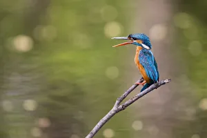 Images Dated 8th August 2019: India, Madhya Pradesh, Bandhavgarh National Park