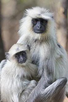 India, Madhya Pradesh, Bandhavgarh National Park. A female langur cuddles with her India, Madhya Pradesh, Bandhavgarh National Park. A female langur cuddles with her