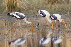 Images Dated 21st April 2019: India, Madhya Pradesh, Bandhavgarh National Park. Three painted storks feed in