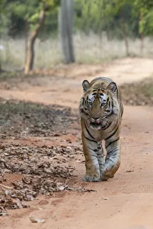 Images Dated 24th June 2020: India, Madhya Pradesh, Bandhavgarh National Park. Bengal tiger, endangered species