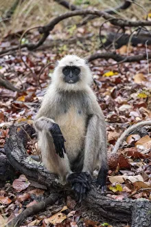 Images Dated 2nd July 2020: India, Madhya Pradesh, Bandhavgarh National Park. Northern Plains Langur