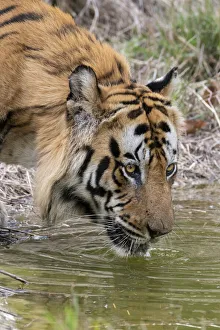 Images Dated 24th June 2020: India, Madhya Pradesh, Bandhavgarh National Park. Male Bengal tiger drinking from pond