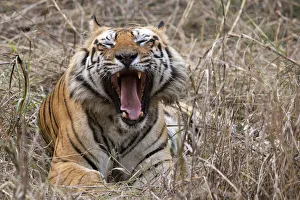 Images Dated 24th June 2020: India, Madhya Pradesh, Bandhavgarh National Park. Bengal tiger, endangered species