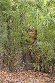 Images Dated 2nd July 2020: India, Madhya Pradesh, Bandhavgarh National Park. Male Bengal tiger sent marking tree in