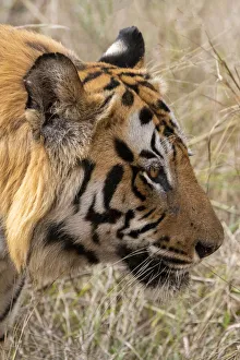Images Dated 24th June 2020: India, Madhya Pradesh, Bandhavgarh National Park. Bengal tiger, endangered species
