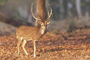 Images Dated 28th May 2019: India, Madhya Pradesh, Kanha National Park