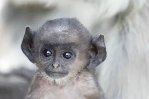 Images Dated 28th May 2019: India, Madhya Pradesh, Kanha National Park. Headshot of a baby northern plains langur