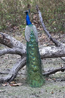 Images Dated 28th May 2019: India, Madhya Pradesh, Kanha National Park