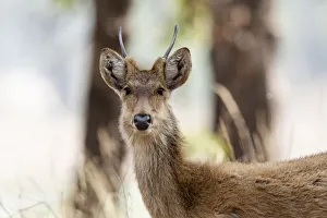 Images Dated 28th May 2019: India, Madhya Pradesh, Kanha National Park. Headshot of a young male barasingha